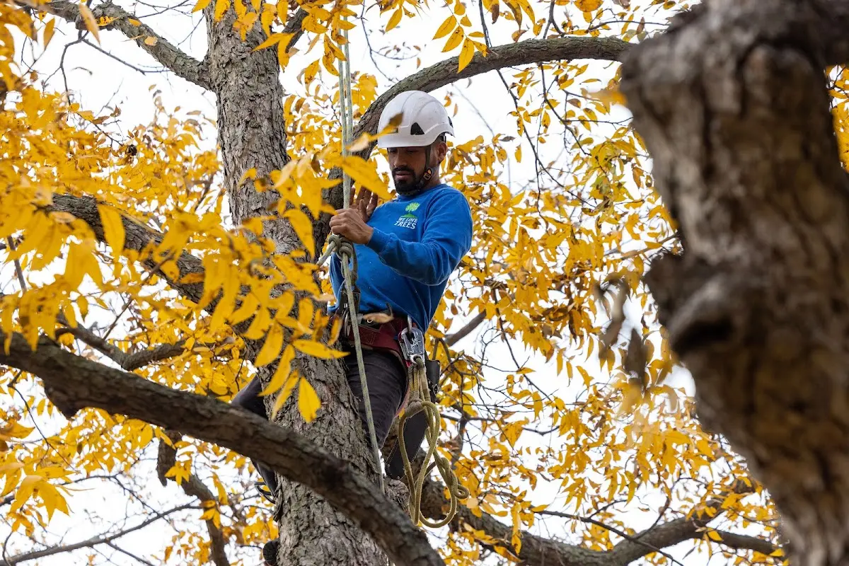 Skilled Tree Pruning crew working in Brinnon